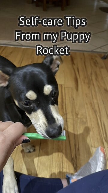 Self-care Tips From my Puppy Rocket