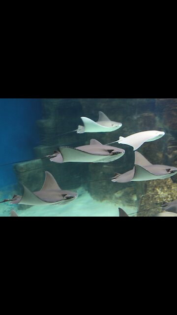 a-manta-ray underwater