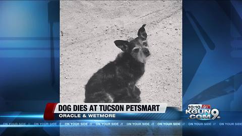 Dog dies while in the care of Tucson Petsmart
