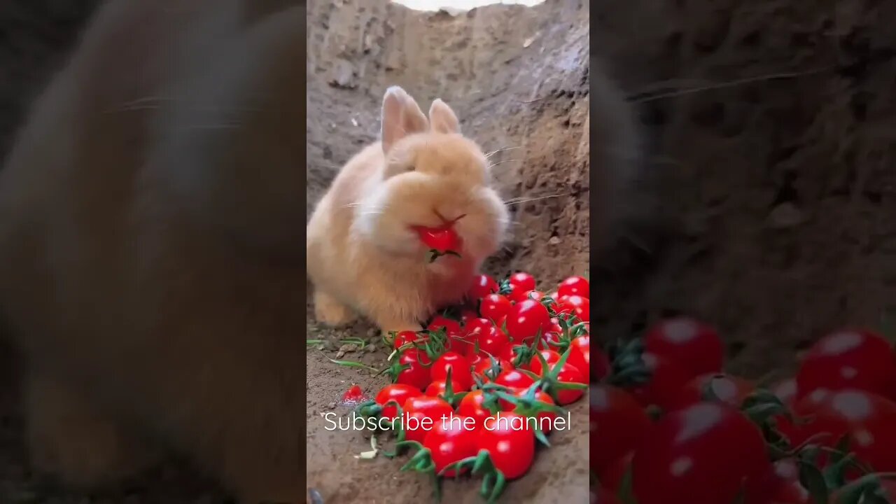 Cute rabbit #entertainment