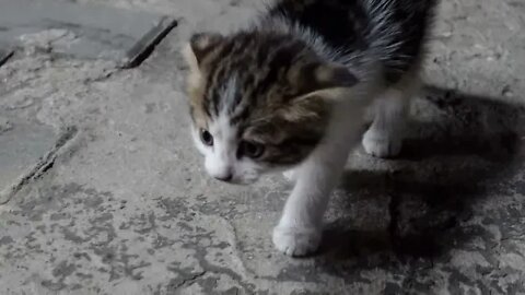 Жизнь брошенных собак и кошек живущие на улице