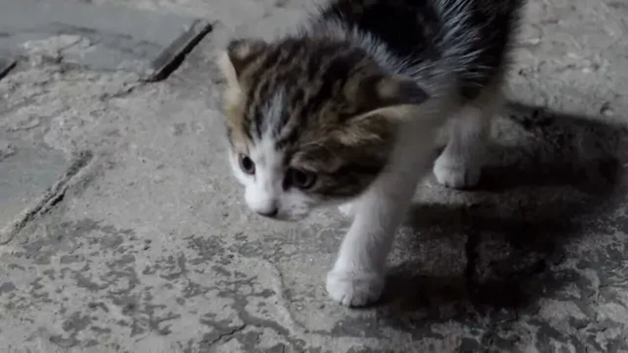 Жизнь брошенных собак и кошек живущие на улице