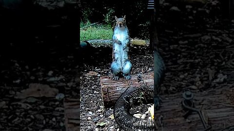 Squirrel Passes the Mic #animals #funnyanimals #shorts