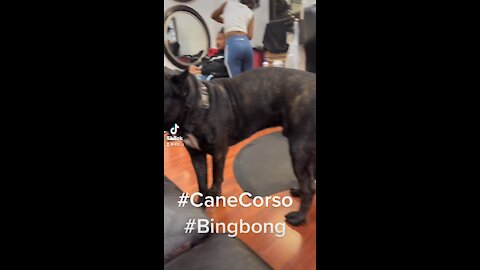 Cane corso