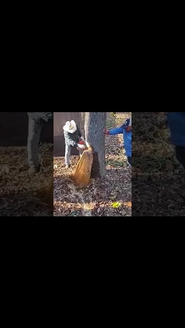 Gushing Tree Natural Phenomenon