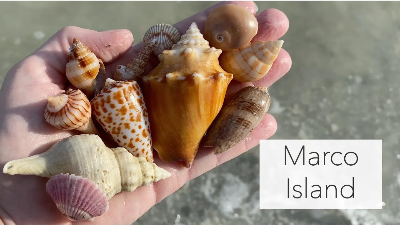 Low tide evening shelling. Virtual beachcombing for beach treasures, shells and critters!