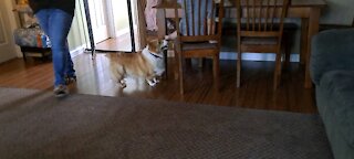 Corgi likes peanut butter and jelly #1