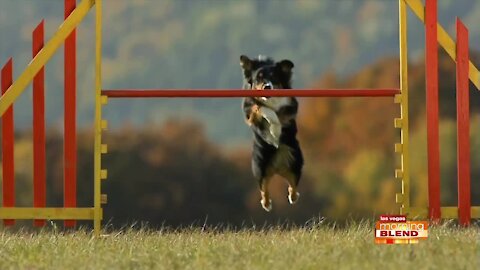Keys To Keeping Your Dog Cool