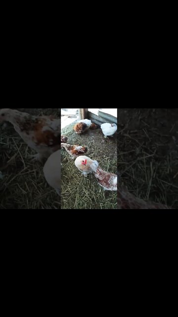 Pekin Chicks are getting bigger 17th November 2022