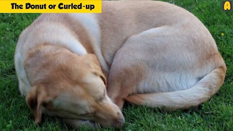 What to know about your dogs sleeping posture meaning..