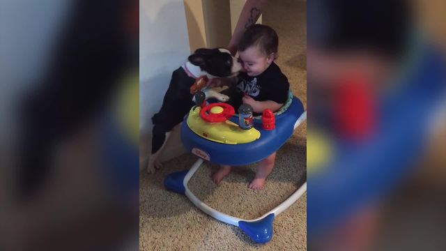 A Baby Boy Laughs When A Dog Licks The Boy's Face