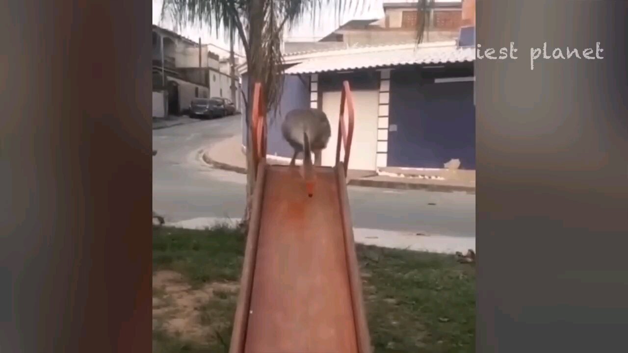 Funny dogs and cats 😂🤣😂