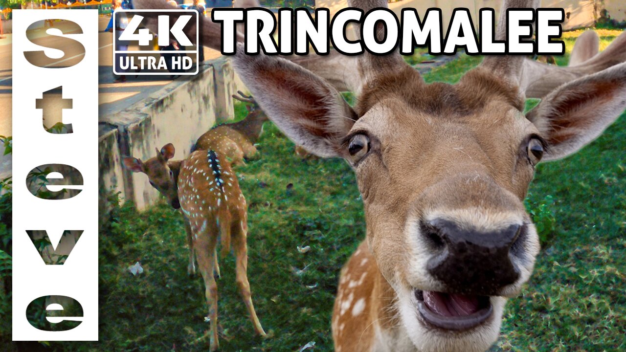 TRINCOMALEE - Deer live on the Streets - Sri Lanka in 4K