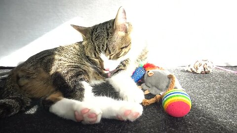 Cute Kitten Is Sunbathing