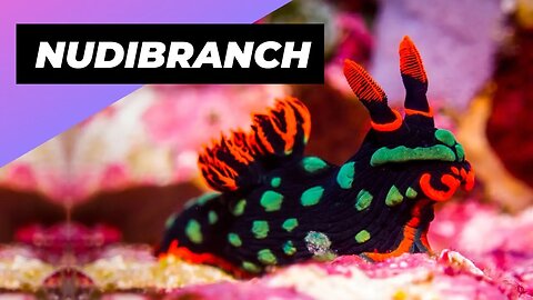 Nudibranch 🌊 One Of The Most Beautiful Sea Creatures #shorts