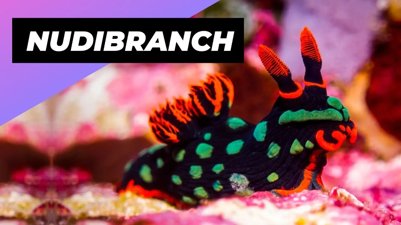 Nudibranch 🌊 One Of The Most Beautiful Sea Creatures #shorts
