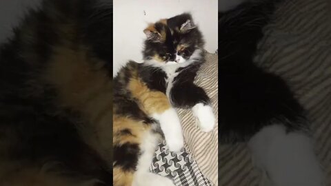 #cats #youtubeshorts #shorts #cutecat