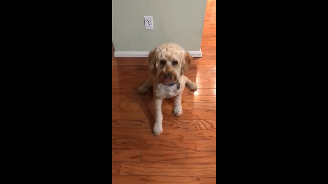 Golden doodle tricks