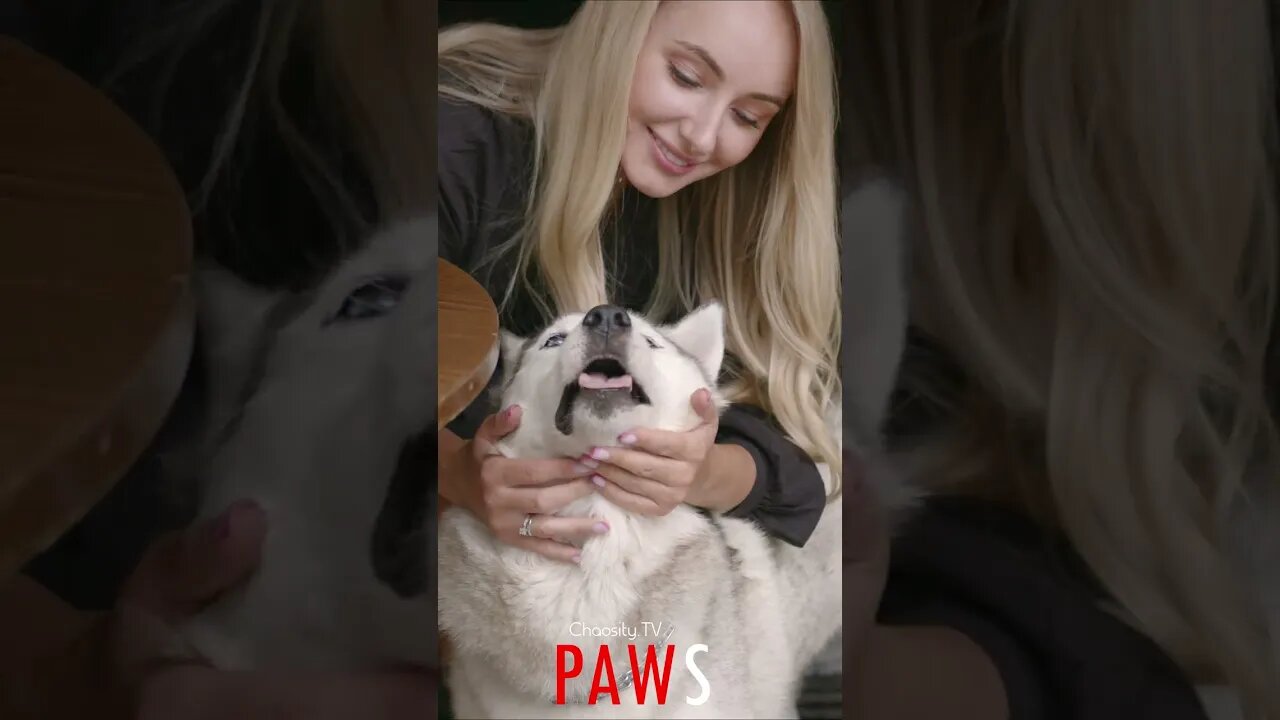 #PAWS - Kissed Doggy