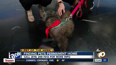 Pet of the Week: Calli