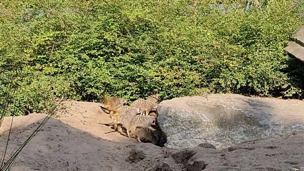 MEERCATS STOKSTAARTJES. BEEKSE BERGEN