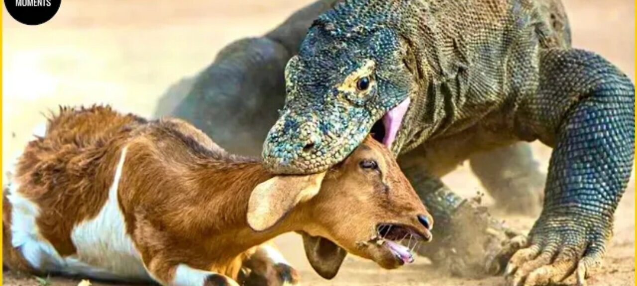 45 Insane Moments Komodo Dragon HUNTING| WILD