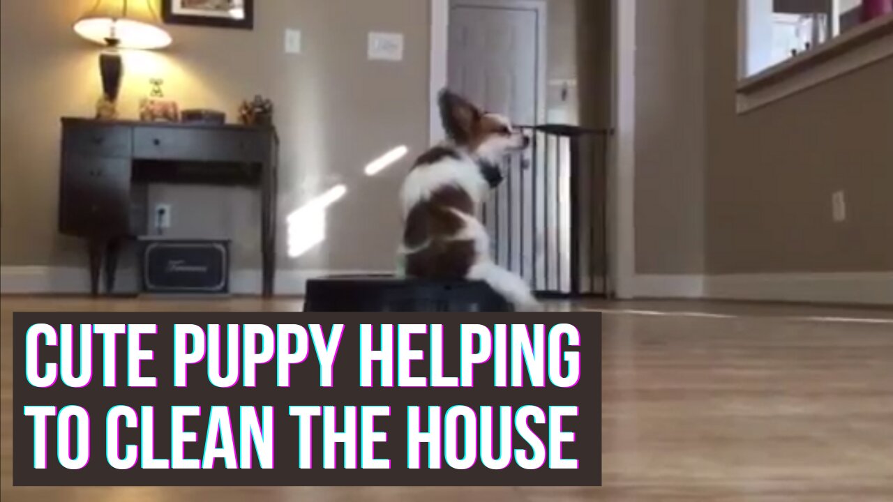 Teaching a 2 week old dog to ride the cleaning robot