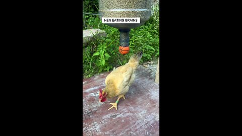 Hen eating grains #reels #reelsvideo #reelsvideoシ #virals #hen #poultry #BMW #instareels #ytshorts