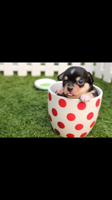 Animals that bring us joy #shorts #animals