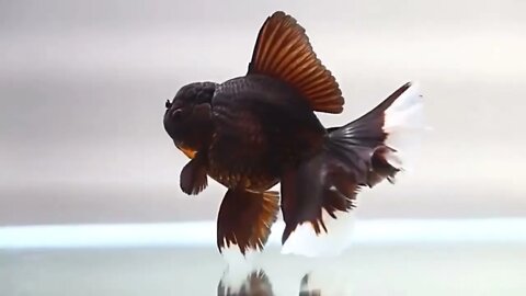 The most beautiful fish on earth | Best beautiful quality goldfish-2