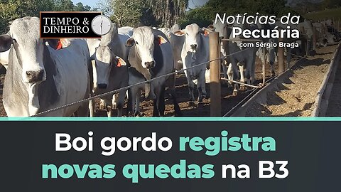 Boi gordo registra novas quedas na B3 e no mercado físico