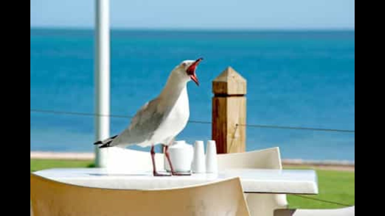 Cheeky seagull nabs purse from unsuspecting woman