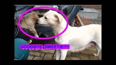 Emotional Mother DOG gives her PUPPY one LAST KISS before taken away by a NEW OWNER