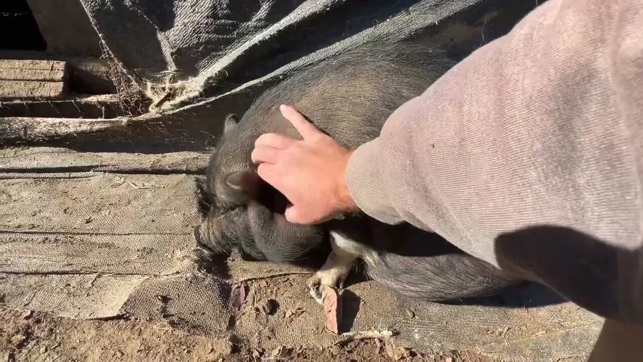 Pettin’ some pigs!