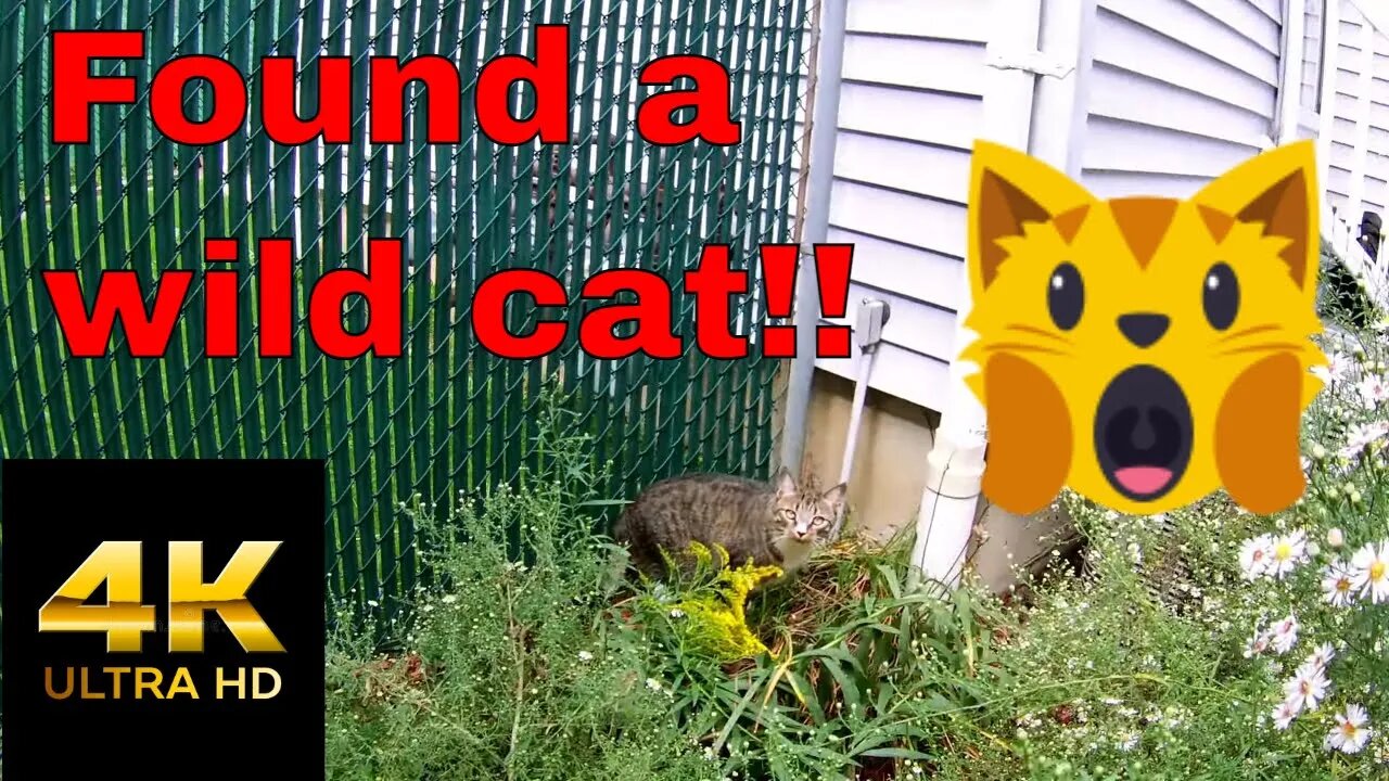 Finding a Wild Cat