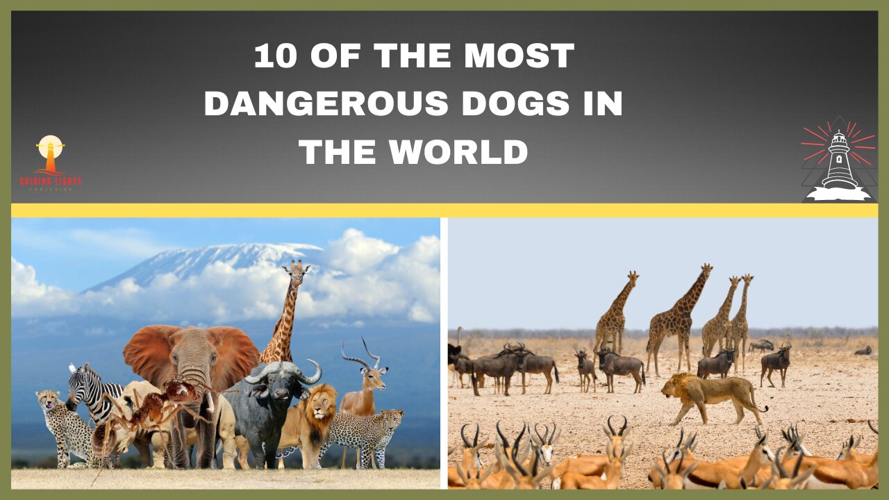 10 Most Dangerous Dog Breeds: Do You Own One?