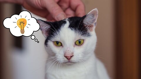 10 Secrets Your Cat Knows About You