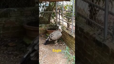 Eagle #shorts