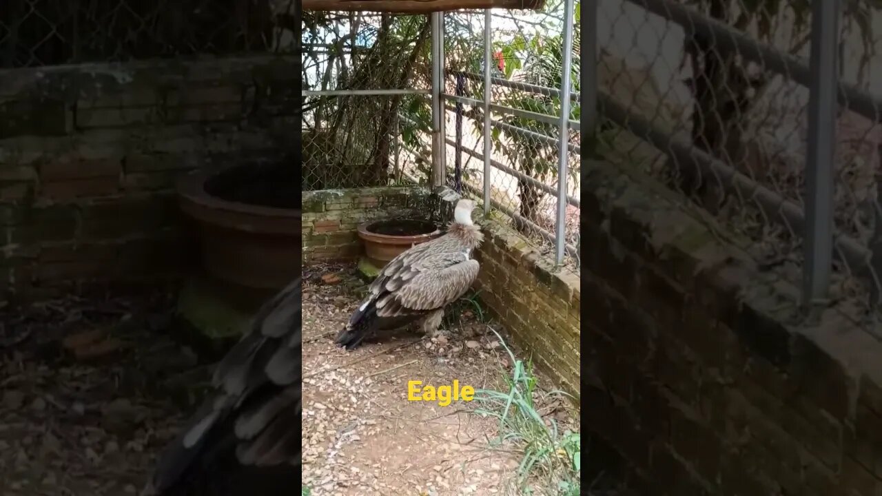 Eagle #shorts