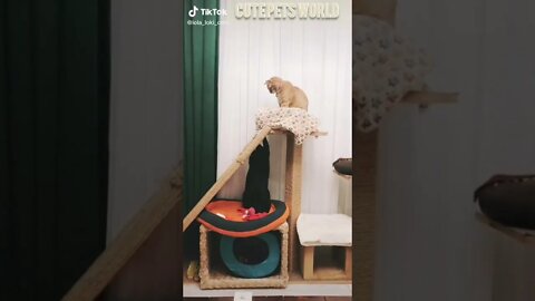 Cute and funny cat videos/#kitten #cat #kitty #funny kitten #funnycat #trending #shorts #tiktok