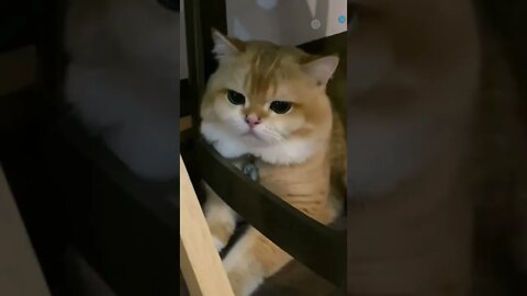 funny cat videos | cute cat videos| cute animals funny cats #shorts #shortsfunny #cutecat #funnycat