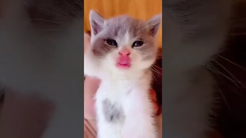 Cute Video