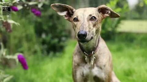 FIX FOR LURCHEROS BOOT ISSUES!!