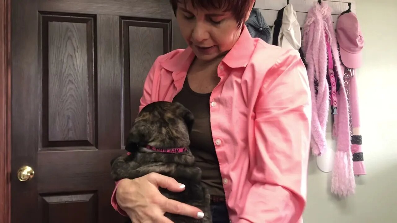 LonelyCreek cinnamon litter 7 wk old in two days Pumpkin