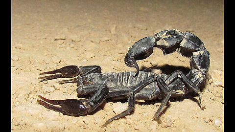 DEATHSTALKER SCORPION THE MOST VENOMOUS SCORPION SPECIES.