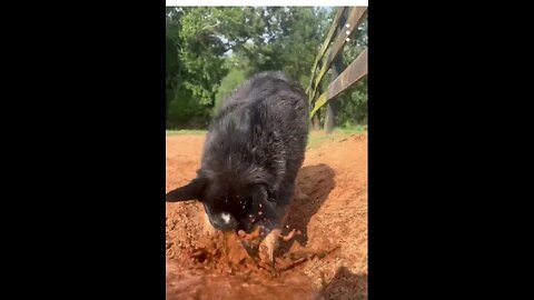 Australian Cattle Dog Loves Water || ViralHog