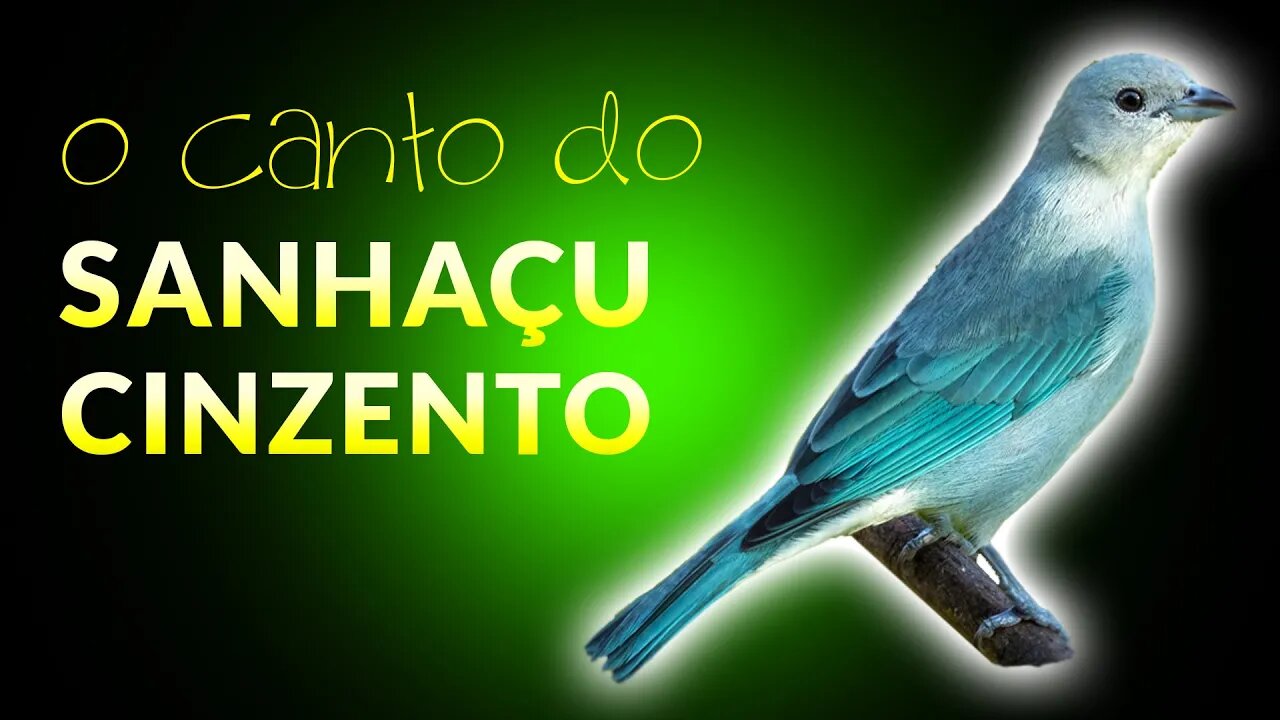 Gorjeio do SANHAÇU CINZENTO | Sanhaçu Cinzento Cantando - O Canto do Sanhaçu Cinzento - Pipira Azul