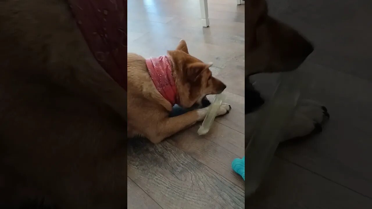 Baby Bears Bone
