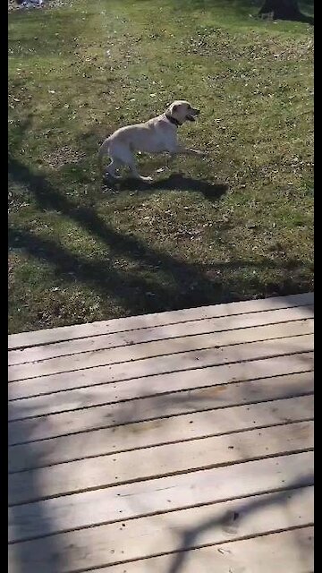 Am I afraid of my 10 pound yorkie brothers... Yes!! 😂