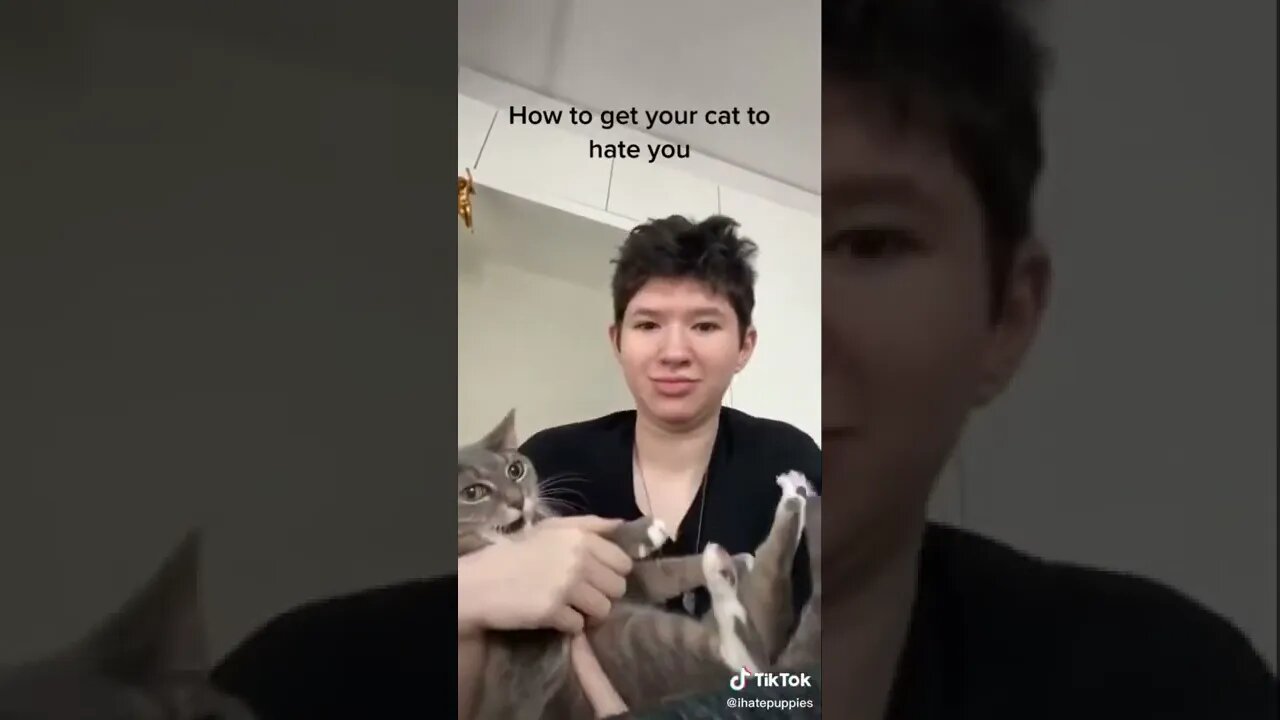 Cat Gets Tickled I TikTok